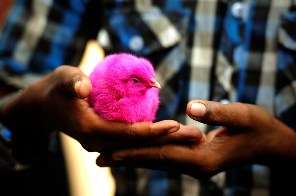 Photo of a painted chicken in pink in India.