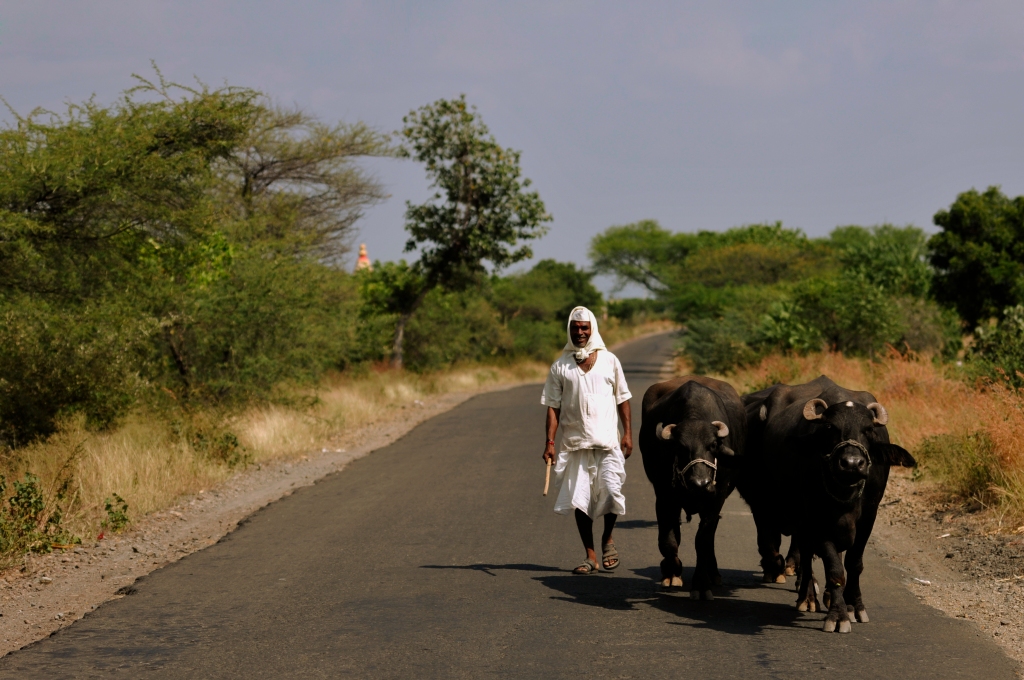 Photo of a buffalo herder in India.