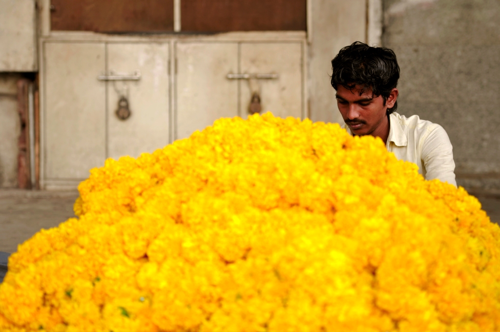 Photo of Marigold flowers in India.