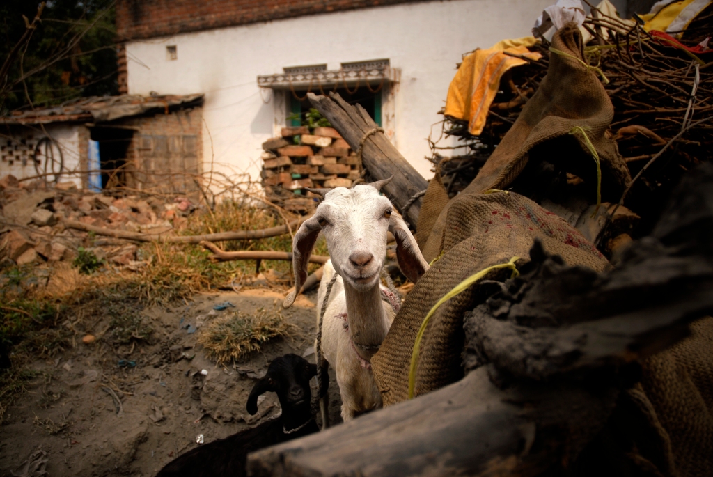 Photo of goats in Uttar Pradesh in India.