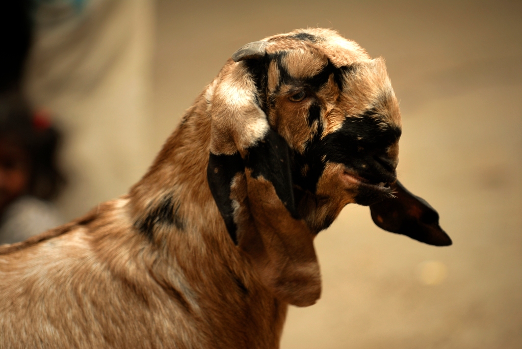 Photo of a Sirohi goat in India.