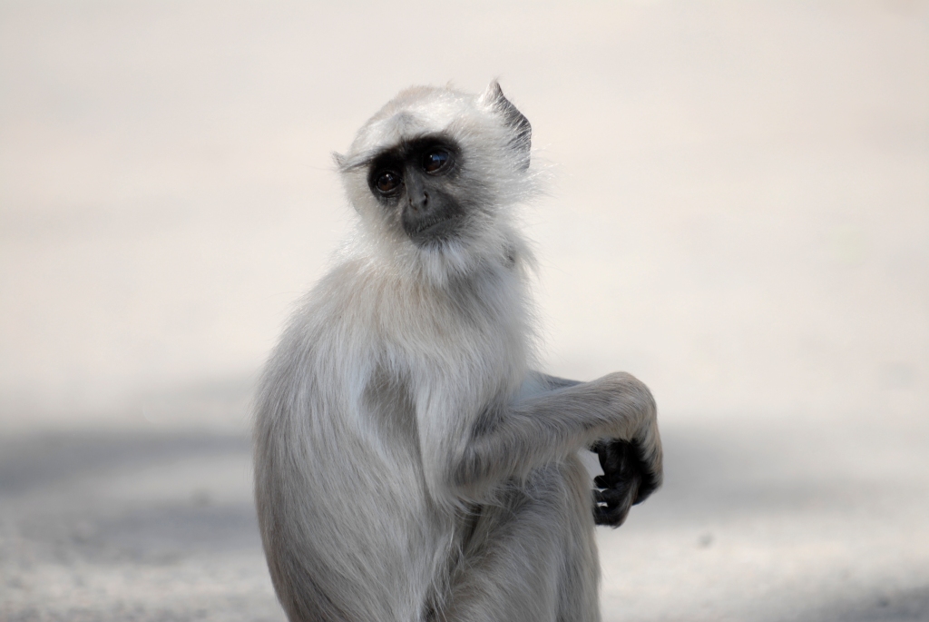Photo of a Gray langur in India.