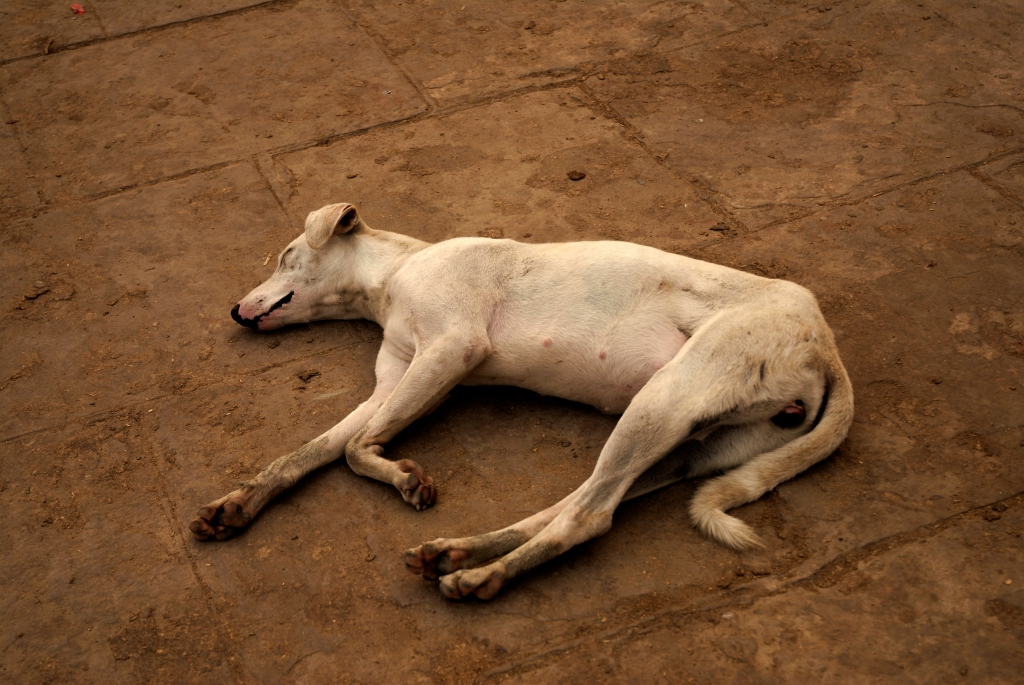 Photo of a sleeping dog in India.