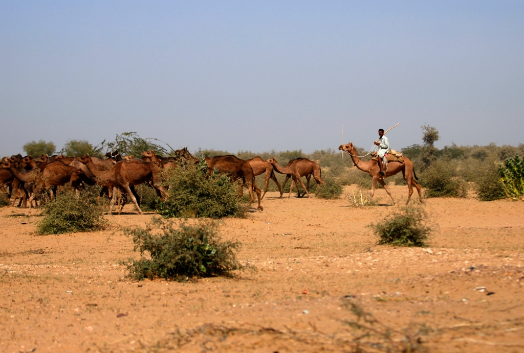 Camel herder in Rajasthan, India - Your Shot - National Geographic Magazine -- Kristian Bertel